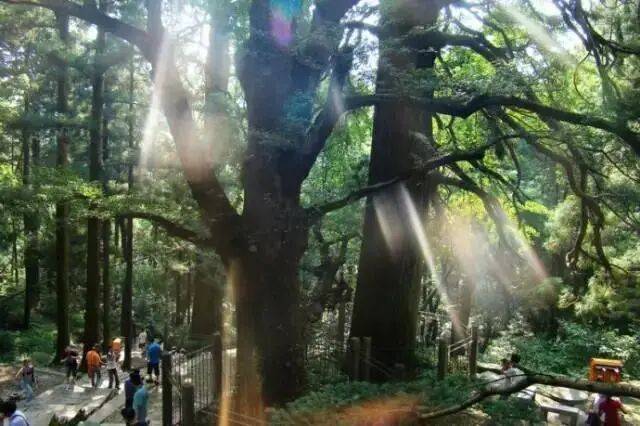三宝树,如琴湖,龙首崖_大山谷图库